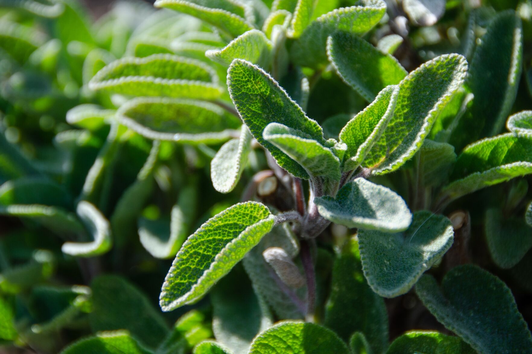 sage-5003606_1920.jpg